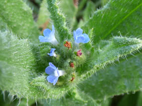 Anchusa arvensis